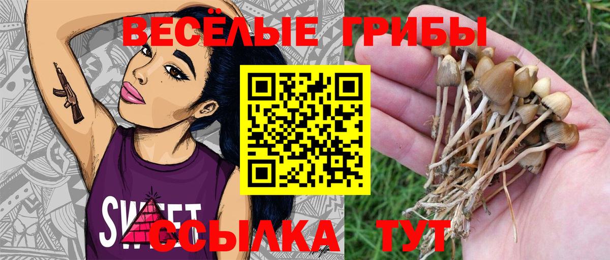 Галлюциногенные грибы Psilocybine cubensis Фрязино
